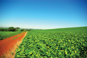 resizedimage300201-Soybean-Fields-Rio-Grande-do-Sul