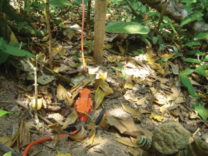 Geophone-in-dense-forest-2