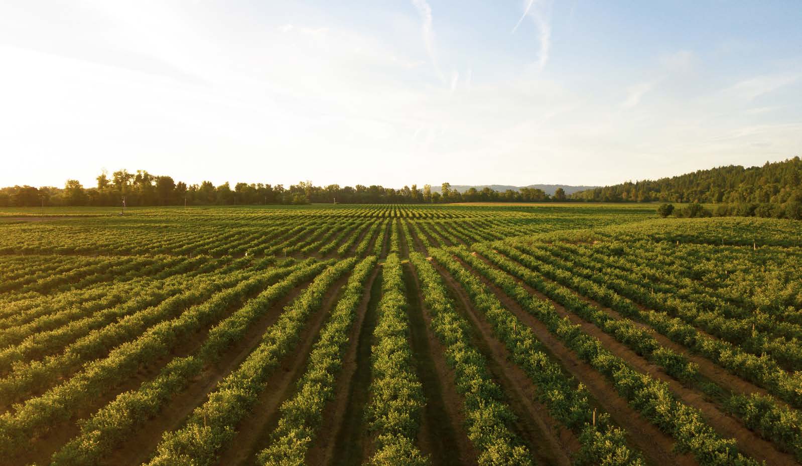 Figure 63 Precisely aligned crop rows planted by GNSS-guided machinery