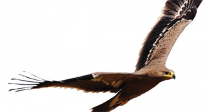 ResizedImage300164-Falcon-1
