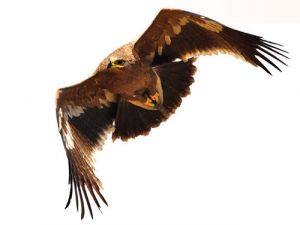 ResizedImage300225-Falcon-2